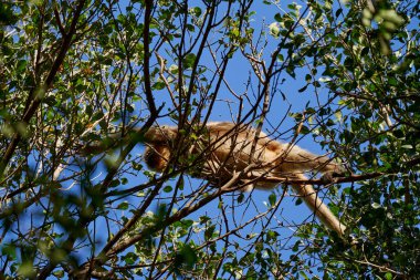Uluyan maymunlar, Alouatta monotipik alt familyası Alouattinae, Pantanal sulak alanlarının yüksek ağaçlarında oturuyor, gürültülü ulumalarıyla ünlüdürler, Brezilya, Güney Amerika