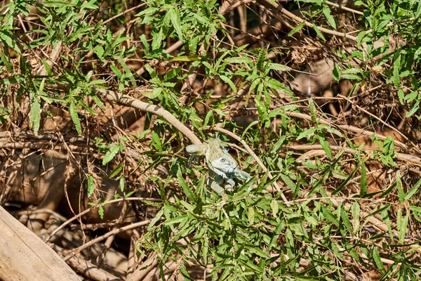 Çok renkli yeşil iguana kertenkelesi, Iguana Iguana, uzun kuyruklu güneşleniyor Transpanira boyunca çalılıklarda Pantanal bataklığının sulak arazilerinde, Brezilya, Güney Amerika