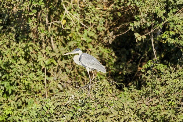 Exotiska Fåglar Från Pantanal Cocoi Heron Ardea Cocoi Art Långbenta — Stockfoto