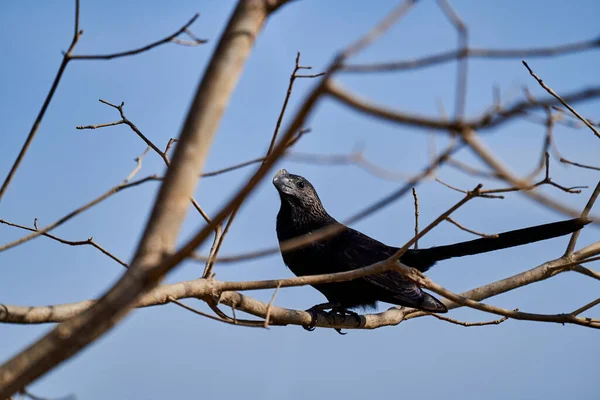 Pürüzsüz Gagalı Ani Crotophaga Ani Brezilya Güney Amerika Pantanal Bataklığının — Stok fotoğraf