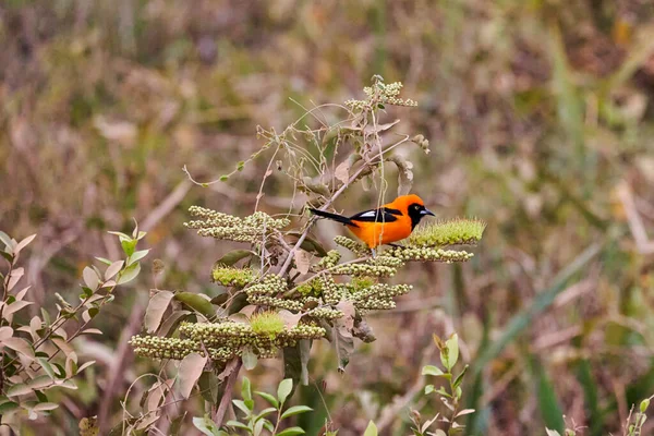 Exotičtí Ptáci Pantanalu Troupial Oranžovou Opěradlo Icterus Croconotus Druh Ptáka — Stock fotografie