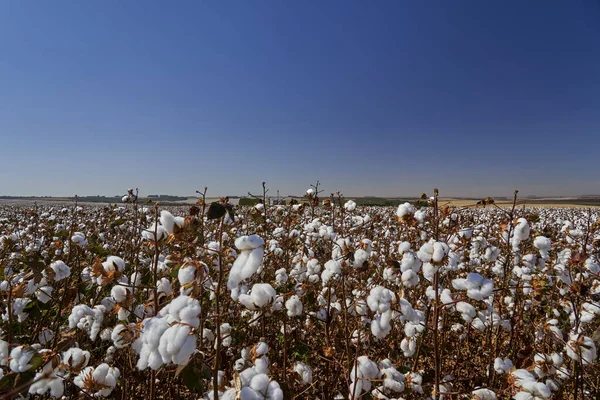 巴西南部的大片棉花田 蓝天明亮 作为时尚界的原材料 在农场种植单一栽培的棉花作物 — 图库照片