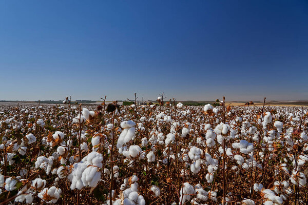 large field of cotton plants with bright blue sky above in southern Brazil. Plants growing in monoculture on a agricultural farm for harvesting cotton, as raw material for the fashion industry