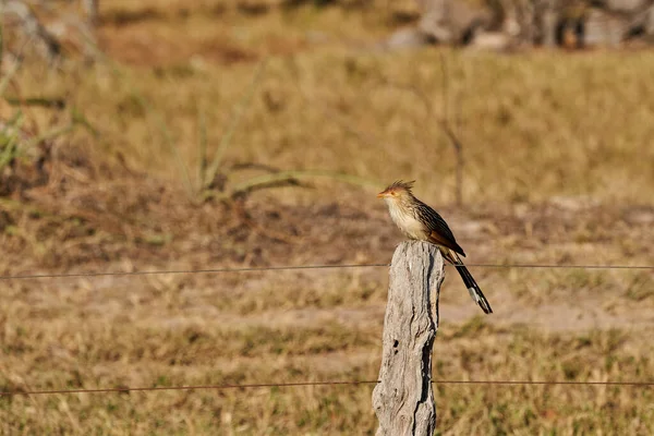 Guira Cuckoo Guira Guira Středně Velký Špinavý Pták Který Nachází — Stock fotografie