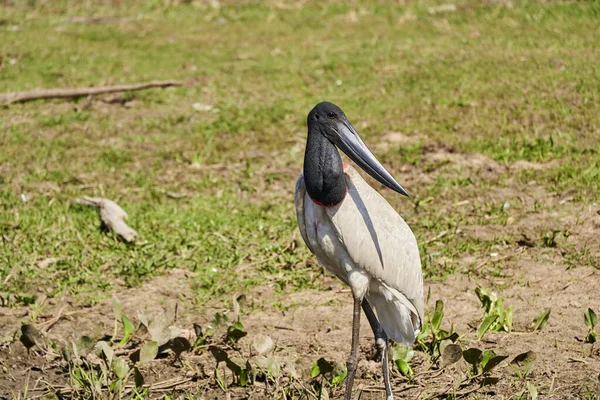 Der Jabiru Ist Ein Großer Watvogel Der Amerika Von Mexiko — Stockfoto