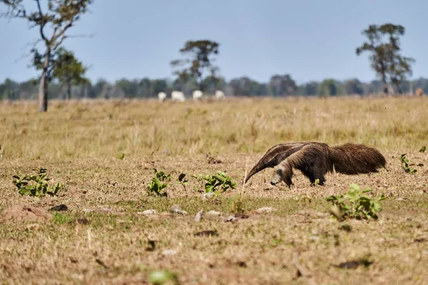 Fourmilier Géant Marchant Sur Une Prairie Une Ferme Dans Sud — Photo