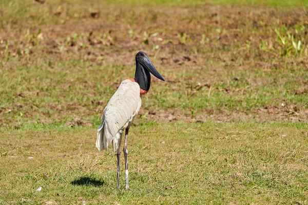 Jabiru Meksika Dan Arjantin Kadar Amerika Bulunan Siyah Başlı Kırmızı — Stok fotoğraf