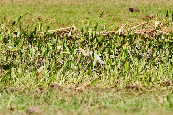 Exotičtí Ptáci Pantanalu Hvízdající Volavka Syrigma Sibilatrix Brodící Vegetací Mokřin — Stock fotografie
