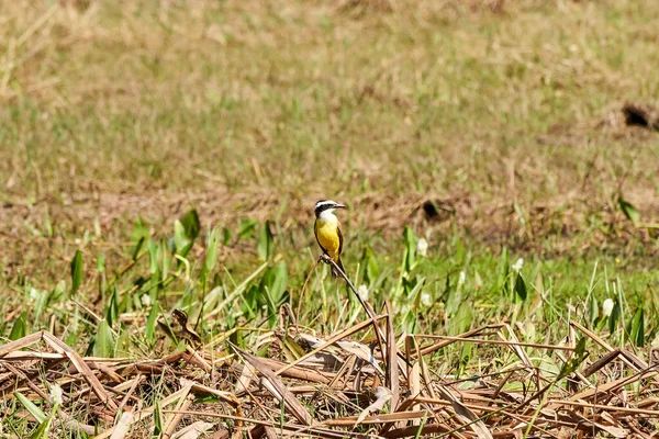 Uccelli Esotici Del Pantanal Grande Kiskadee Pitangus Sulphuratus Uccello Passeriforme — Foto Stock