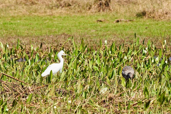Exotičtí Ptáci Pantanalu Velký Bílý Volavka Ardea Alba Nebo Obyčejný — Stock fotografie