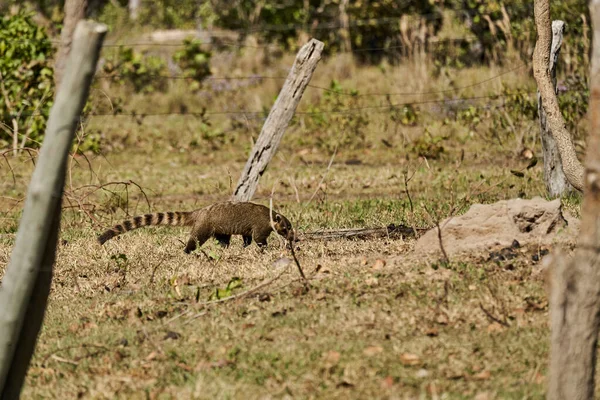 Coati Nasus Nasus Cherchant Nourriture Sol Dans Sud Pantanal Une — Photo