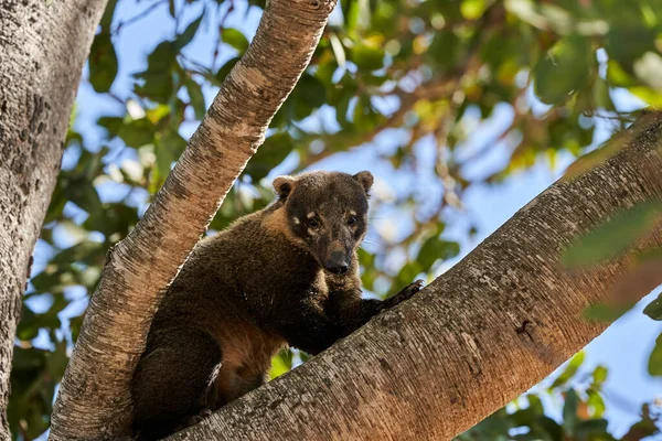 Coati Nasus Nasus Grimpant Travers Arbre Dans Sud Pantanal Brésil — Photo