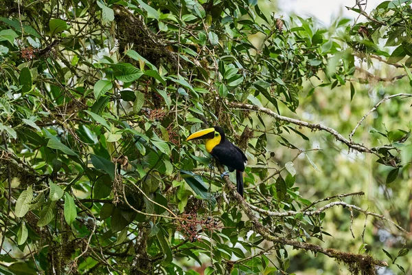 Hermoso Tucán Mandibado Castaño Tucán Swainsons Ramphastos Ambiguus Swainsonii Una — Foto de Stock