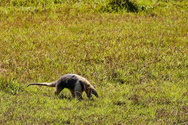 Tamandua Selatan Tamandua Tetradactyla Juga Berkerah Anteater Atau Anteater Rendah — Stok Foto