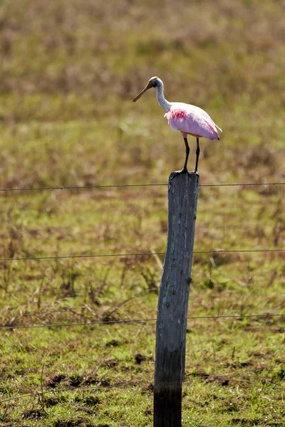 Oiseaux Exotiques Pantanal Platalea Ajaja Est Passereau Grégaire Famille Des — Photo