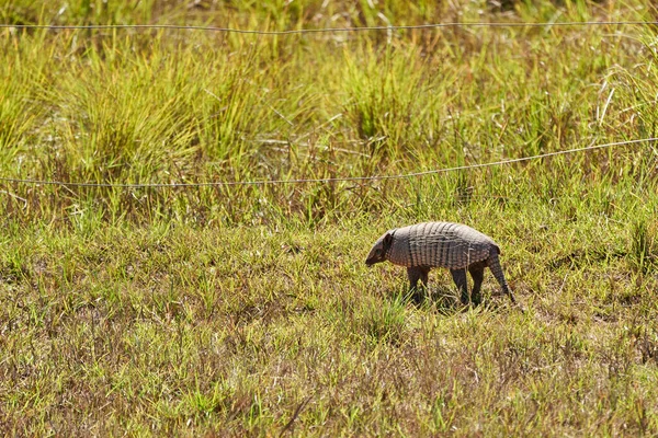 Lucu Dan Lucu Armadillo Berjalan Sekitar Lahan Basah Rawa Pantanal — Stok Foto