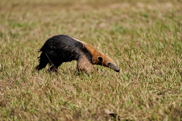 Tamandua Selatan Tamandua Tetradactyla Juga Berkerah Anteater Atau Anteater Rendah — Stok Foto