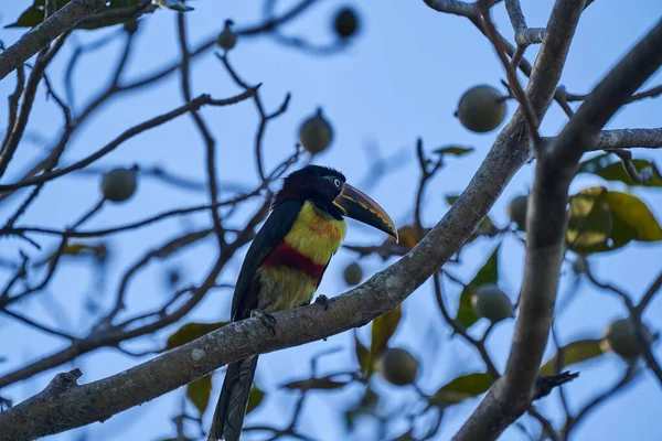 Aves Exóticas Del Pantanal Pteroglossus Torquatus Tucán Pájaro Paseriforme Cercano — Foto de Stock
