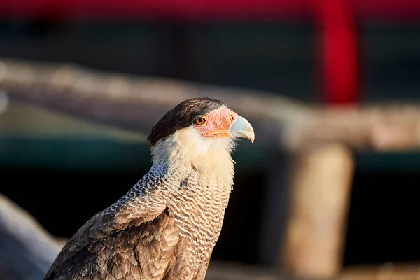 Güney Ibikli Caracara Caracara Plancus Falconidae Familyasından Yırtıcı Bir Kuş — Stok fotoğraf