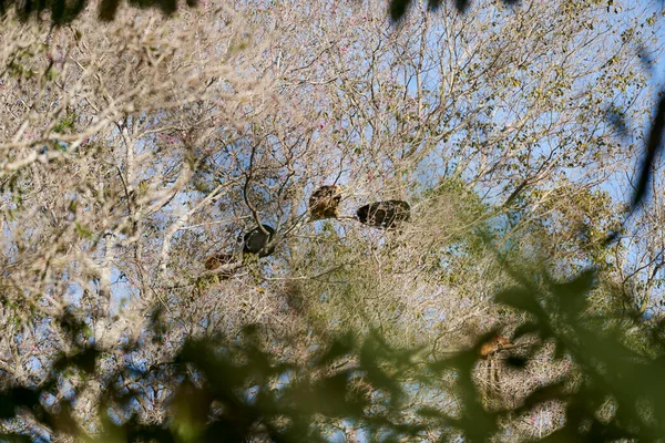 Monos Aulladores Alouatta Monotípico Subfamilia Alouattinae Sentado Alto Los Árboles — Foto de Stock