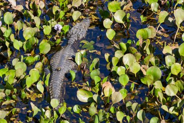 Timsah, Transpantaneira boyunca Pantanal sulak alanlarının bataklığında, Cuiaba Nehri 'ndeki Porto Jofre yakınlarında yatıyordu. Kayman timsah alt familyasından timsah cinsi bir timsah cinsidir.
