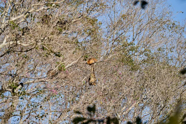 位于潘塔纳尔湿地树梢高处的 Alouatta Alouattinae 亚科中的一种单体字猴 它以其响亮的叫声而闻名于世 — 图库照片