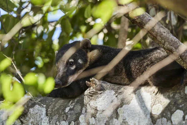 Coati Nasus Nasus Relaxant Dans Arbre Sud Pantanal Brésil Coati — Photo