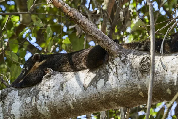 Coati Nasus Nasus Relaxant Dans Arbre Sud Pantanal Brésil Coati — Photo