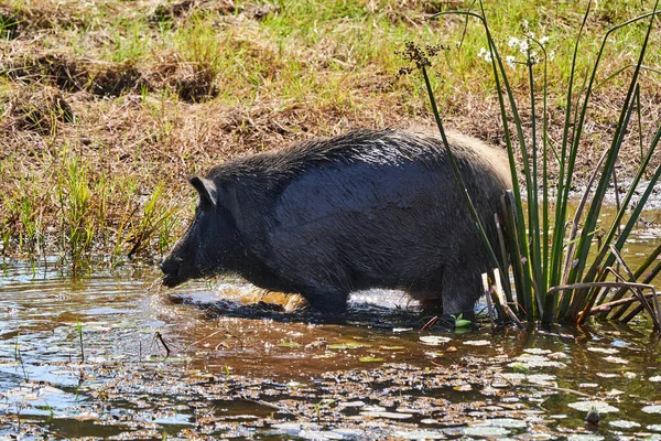 Babi Hutan Liar Berdiri Kolam Kecil Lahan Basah Rawa Pantanal — Stok Foto