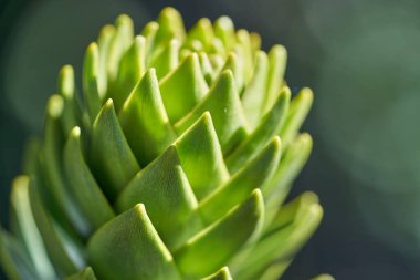 Araucaria araucana, maymun yapboz ağacı, maymun kuyruğu ağacı, pinonero, pewen ya da Şili çamı gibi sığ alan derinliğine sahip detaylar her daim yeşil bir ağaçtır. Güney Amerika, Arjantin 'de kozalaklı ağaçlara yakın.