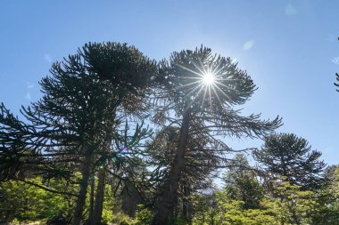 Araucaria araucana, maymun bulmaca ağacı, maymun kuyruğu ağacı, pinonero, pewen ya da Şili çamı her daim yeşil olan bir ağaçtır. Güneş ışınlı kozalaklı kozalak dalları delip geçiyor, güneş parlıyor.
