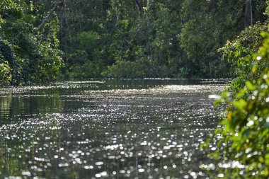 Ekvador ormanındaki huzurlu Cuyabeno nehrinin güzel ve el değmemiş manzarası. Güney Amerika 'nın yağmur ormanlarındaki orman nehri