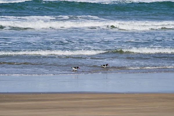 American Oystercatcher Haematopus Palliatus Also American Pied Oystercatcher Family Haematopodidae — Foto de Stock