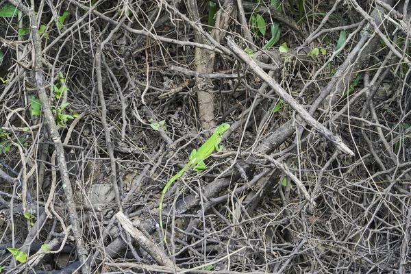 Красочные Зеленые Игуанские Ящерицы Длинным Хвостом Загорают Кустах Колумбии Южной — стоковое фото