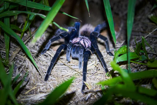 Kolumbijska Leserblack Tarantula Xenesthis Immanis Jest Dużym Ziemskim Pająkiem Ptaków — Zdjęcie stockowe