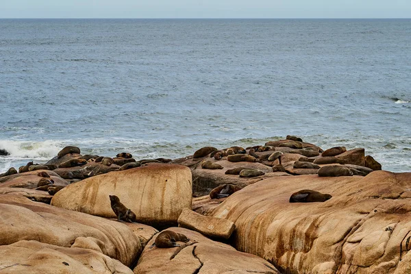 南アメリカの毛皮のシールのコロニー アルコケファルスオーストラリア 背景に波と波とサーフィンを持つウルグアイの大西洋岸でカボPolonioの崖の上 ウルグアイ 南アメリカ — ストック写真
