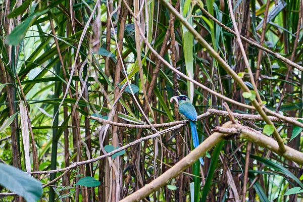 Motmot Andino Motmot Montañoso Momotus Aequatorialis Con Pequeño Pez Pico —  Fotos de Stock