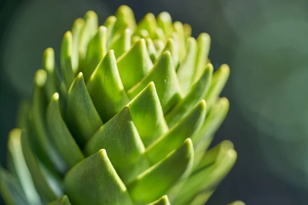 Detalhe Com Profundidade Rasa Campo Araucaria Araucana Árvore Quebra Cabeça — Fotografia de Stock