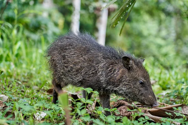 Babi Hutan Kecil Lucu Yang Usil Hutan Hujan Nueva Loja — Stok Foto