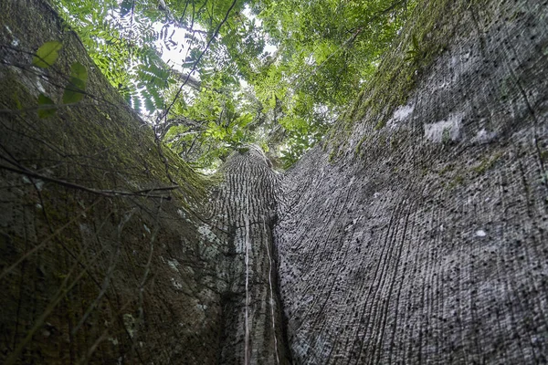 Raíces Árbol Selvático Alto Exótico Selva Tropical Del Parque Nacional — Foto de Stock