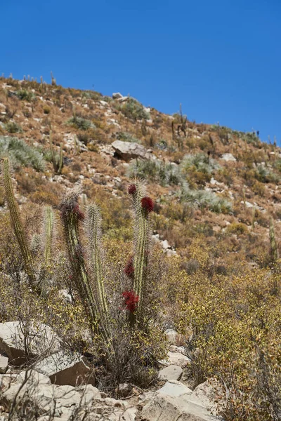 Tall Spiky Cactus Dark Red Blossom Dry Arid Desert Landscape — Stock Photo, Image