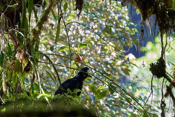 Raro Negro Hembra Amazónica Umbrellabird Cephalopterus Ornatus Sentado Densa Selva — Foto de Stock