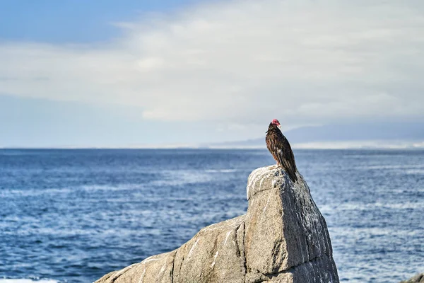 Buitre Pavo Cathartes Aura También Buitre Pavo Sentado Las Rocas — Foto de Stock