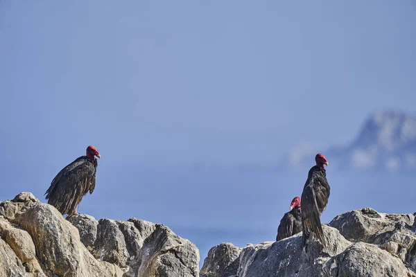 Buitre Pavo Cathartes Aura También Buitre Pavo Sentado Las Rocas — Foto de Stock