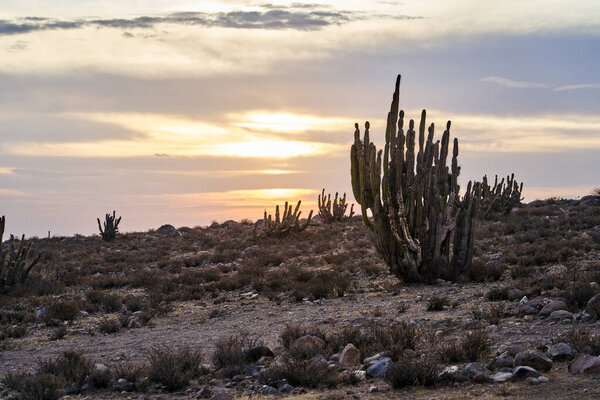 romantic sun set over a desert landscape with cactus an dramatic sky in the highlands of the Andes in Chile, South America