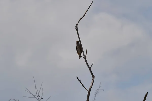 Придорожный Ястреб Rupornis Magnirostris Является Относительно Маленькой Хищной Птицей Сидящей — стоковое фото