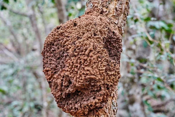 Detalles Nido Abejas Silvestres Exótico Árbol Tópico Buraco Das Aras —  Fotos de Stock