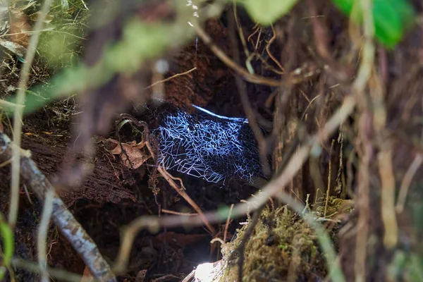 Lúgubre Telaraña Iluminada Bosque Lluvioso Oscuro Parque Nacional Queulat Patagonia —  Fotos de Stock