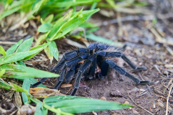 Kolumbijská Méně Černá Tarantula Xenesthis Immanis Velký Suchozemský Pavouk Chlupatýma — Stock fotografie