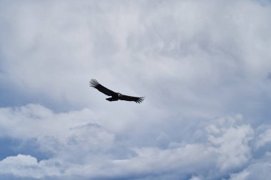 And Akbabası, Vultur gryphus, Peru 'nun And Dağları' ndaki Colca Kanyonu 'nun üzerinden Arequipa' ya doğru yükseliyor. And Akbabaları dünyanın en büyük uçan kuşudur, ağırlığı ve kanat açıklığının toplamından oluşur.